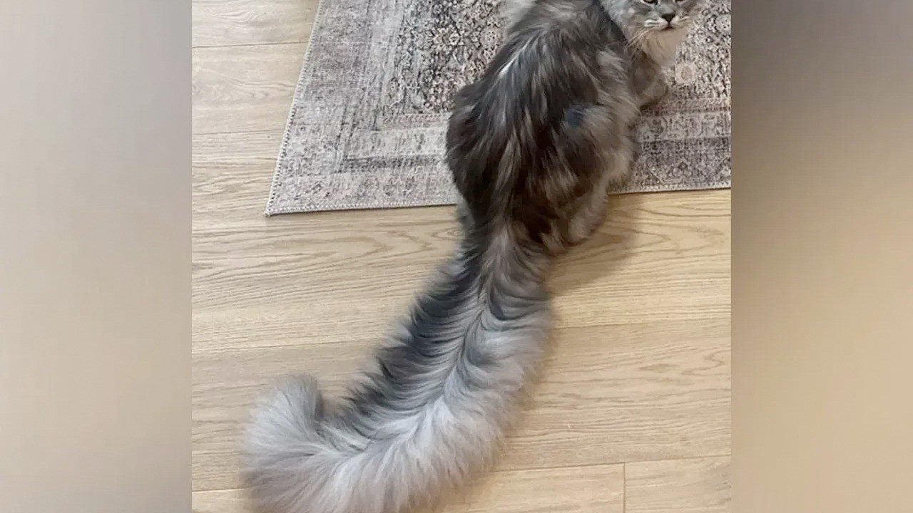 Böyle kuyruk görülmedi! Sevimli kedi Guinness Rekorlar Kitabı'na girdi