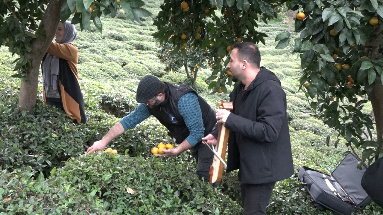 Böyle mandalina hasadı görülmedi