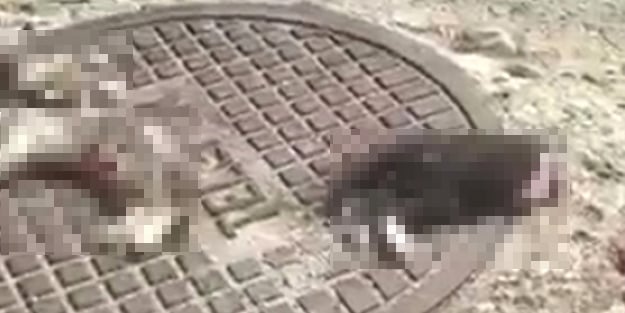 Böyle vahşet görülmedi! İkisi ortadan bölünmüş, birinin başı kesilmiş...