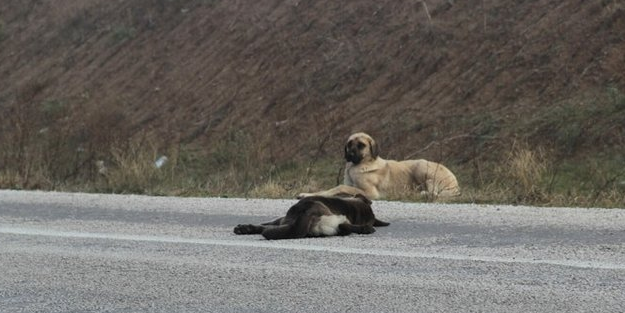Böyle vefa insanda yok! Ölen arkadaşının başında 1 hafta...