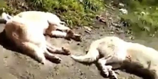 Böyle vicdansızlık görülmedi! Onlarca köpek boş arazide ölüme terk edildi