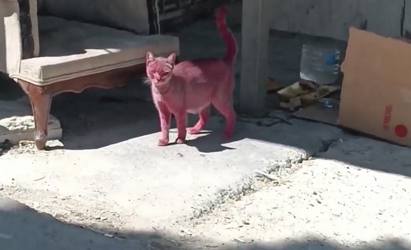 Böyle vicdansızlık olmaz!