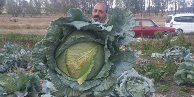 Böylesi daha önce görülmedi! Dev lahanalar şaşkına çeviriyor