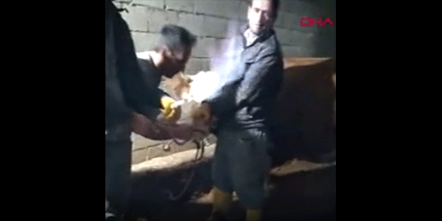 Böylesi daha önce görülmedi! İneğin midesine hortum sokup yaktılar