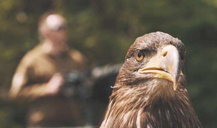Böylesi görülmedi! Kartal şeklinde tasarlanmış askeri drone: Evolution Eagle