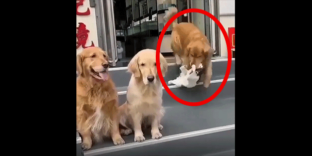 Böylesi görülmedi! Kediye zorla poz verdirmeye çalışan köpek viral oldu
