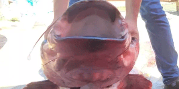 Böylesi görülmedi! Çorum'da yakalandı