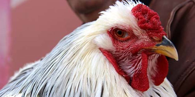 Böylesi görülmedi! Yumurtası 40 TL kendisi 2 bin TL