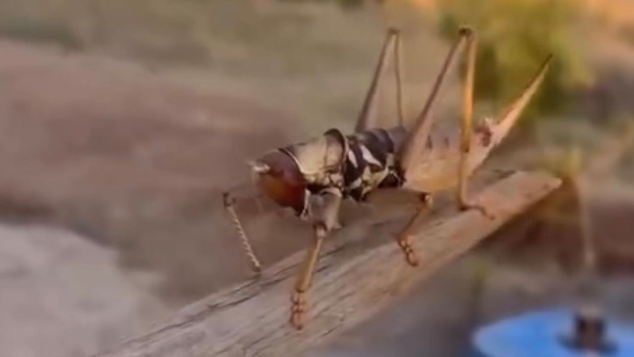 Böylesi ilk kez görüldü! Dev çekirgeyi böyle yakaladı