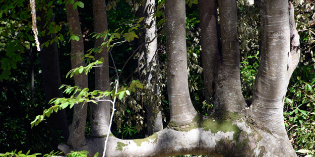 Böylesi ilk kez görüldü! Görenler gözlerine inanamadı: Yok böyle bir şey...