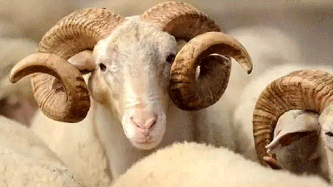 Böylesine az rastlanır! Fas'tan tartışma çıkaran kurban kesimi kararı