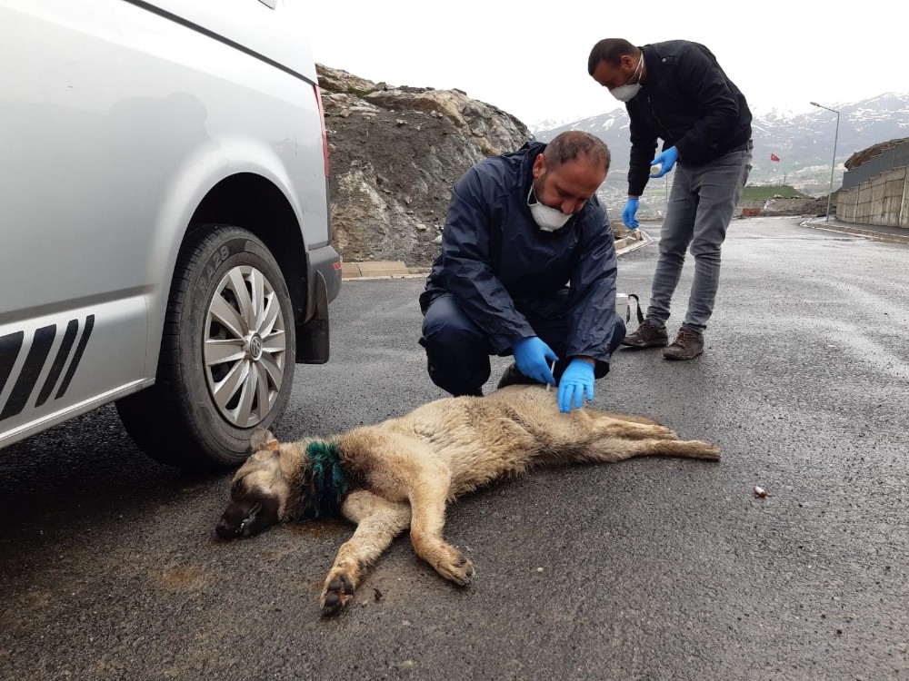 Boynuna inşaat teli dolanan köpek kurtarıldı 