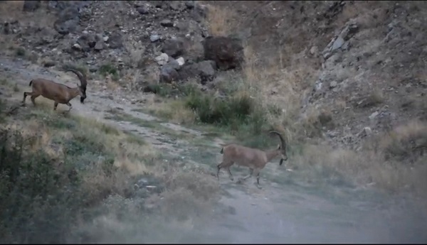 Boynuzlu dağ keçileri böyle görüntülendi
