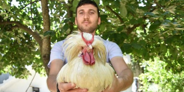 Boynuzlu horoz Michale'ı gören bir daha bakıyor!