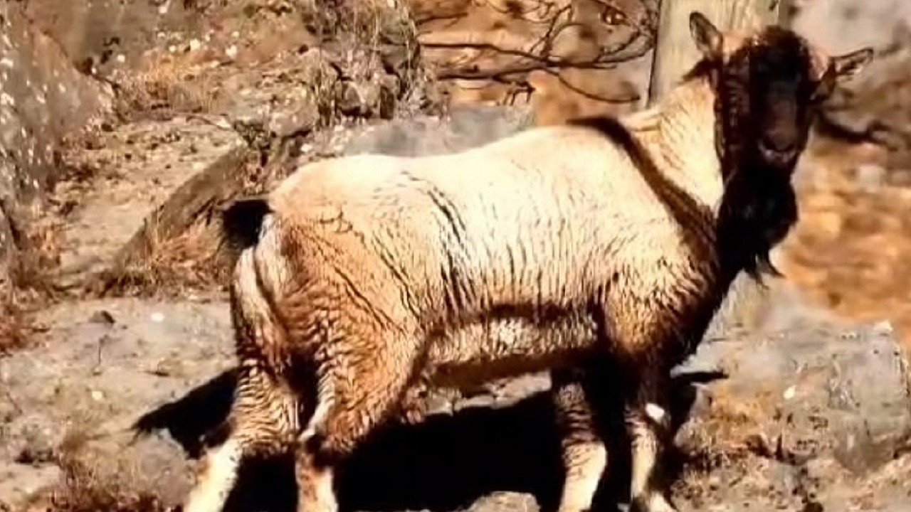 Boynuzsuz erkek yaban keçisi görenleri şaşırttı