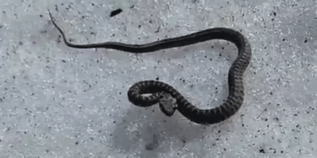 Boyu 1,5 metreyi buluyor! Türkiye'de korkutan görüntü