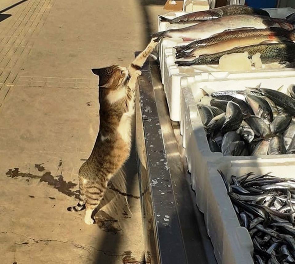Boyundan büyük balığı çalmaya çalışan kedi güldürdü 