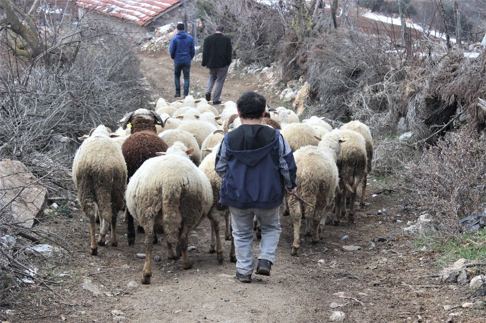 Boyundan büyük koyunlara çobanlık yapıyor 