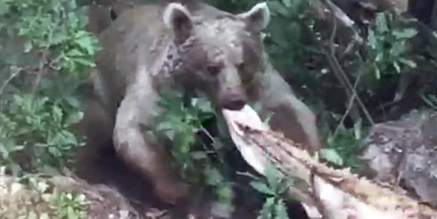 Boz ayı evin bahçesine indi, sürükleyerek götürdü