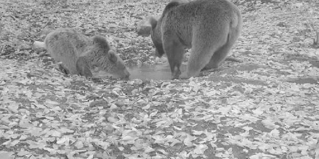  Boz ayılar Uludağ'da fotokapana böyle yakalandı