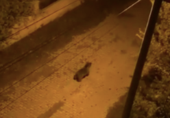 Bozayı şehre indi, sokaklarda yemek aradı!