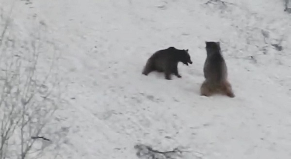 Bozayılar çocuklar gibi eğlendi