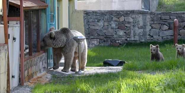 Bozayılar Sarıkamış'ın merkezine indi