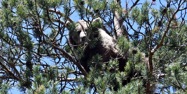 Bozayının ağacın tepesinde beslendiği anlar kameraya yansıdı