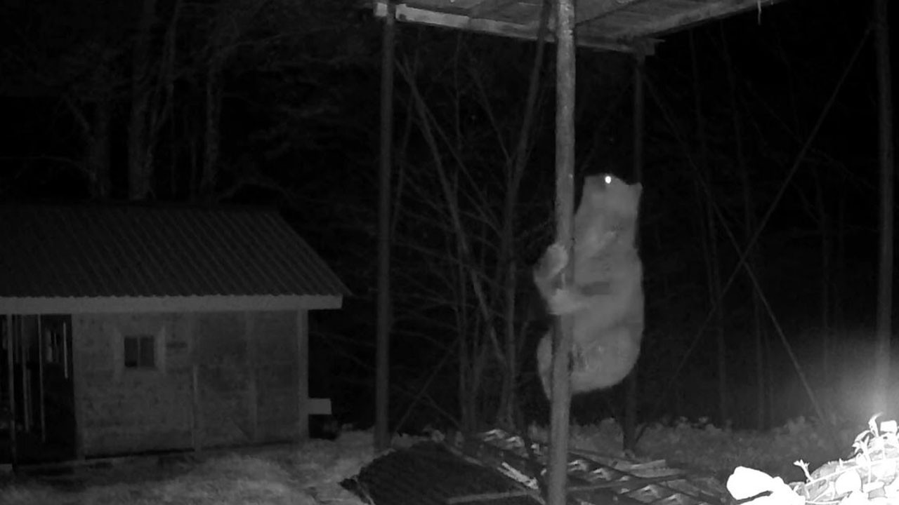 Bozayının kovan inadı kamerada! Kış uykusundan uyandı, balın peşine düştü