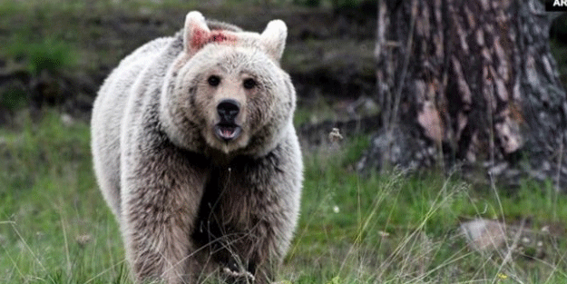 Bozayının saldırdığı çoban ağır yaralandı