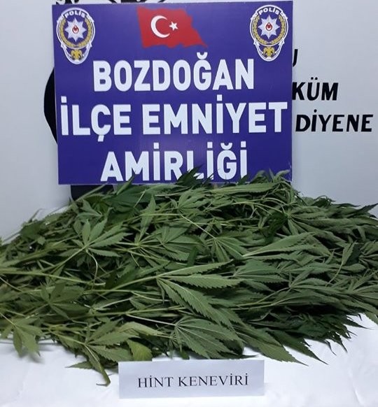 Bozdoğan’da 15 kök Hint keneviri ele geçirildi 