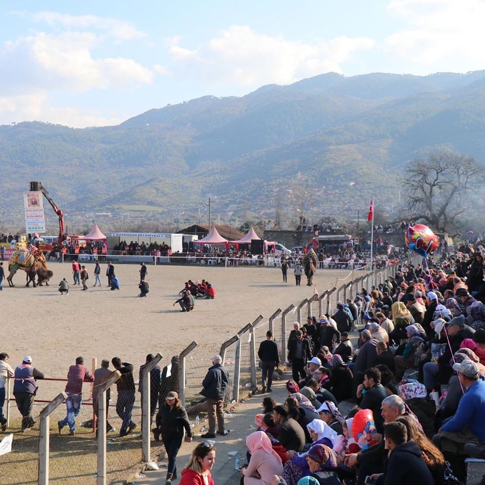 Bozdoğan’da develer güreşti 