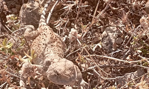 'Bozkır keleri' o ilde görüntülendi