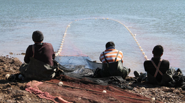 Gümüş balığı Avrupa sofralarını süslüyor