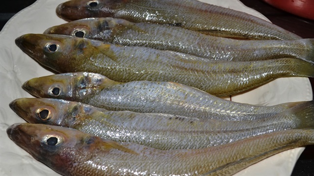 Bozkırın balığı Avrupa'da