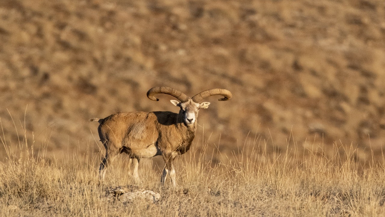 Bozkırın göz bebeği: Anadolu yaban koyunları