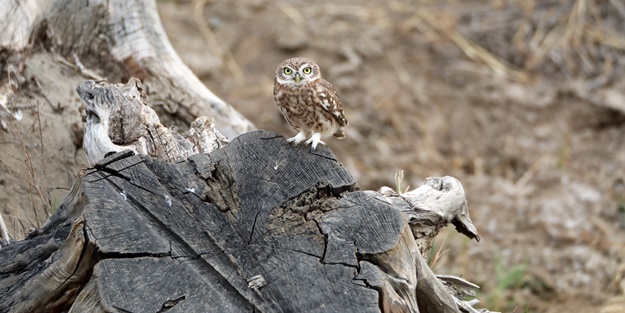 Bozkırın küçük avcısı böyle görüntülendi