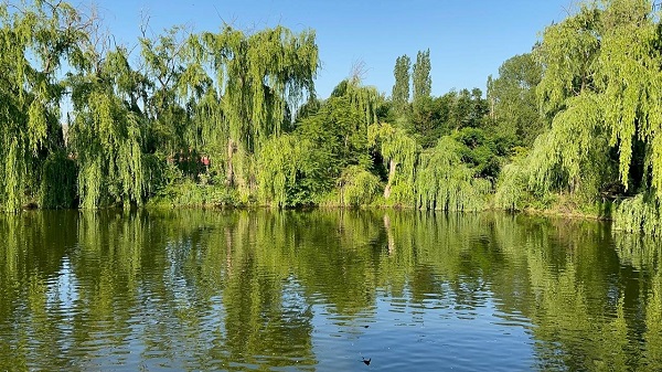 Bozkırın ortasındaki vaha: Çay İnli