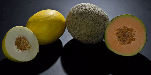 Bozulmuş kavun faciası! 8 kişi öldü