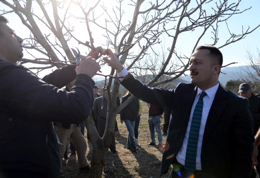 Bozüyük’te ’Ceviz budama’ etkinliği düzenledi 