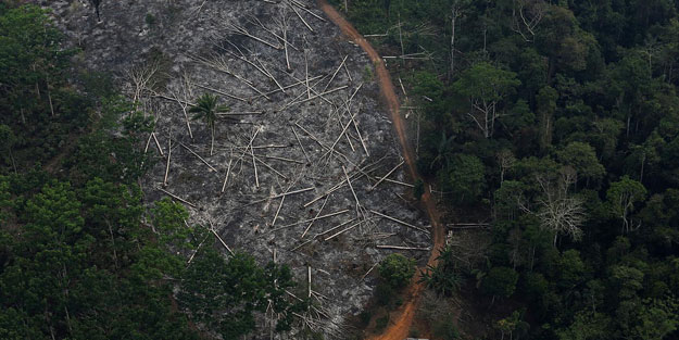Brezilya'da Amazon ormanlarındaki yağma arttı