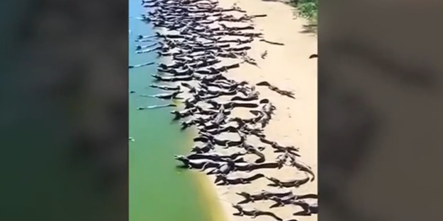 Brezilya'da korkutan manzara! Yüzlercesi karaya çıktı