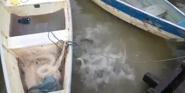 Pirana dehşeti kamerada!.. /VİDEO