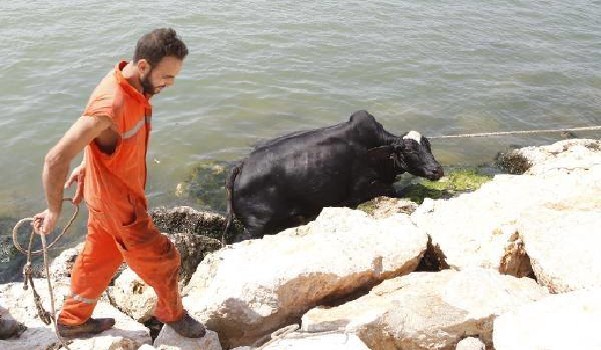 Brezilyalı angus Mersin Limanı'nı birbirine kattı