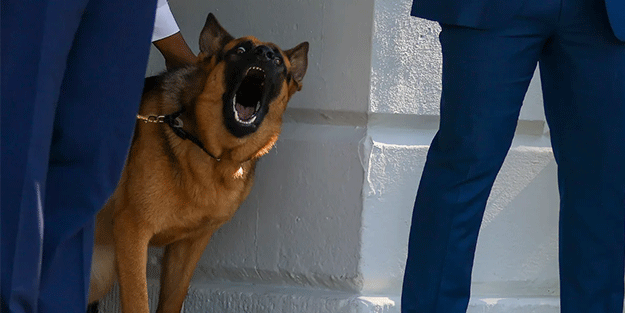 Bu 11. vaka! Biden'ın köpeği bir ajanı daha ısırdı