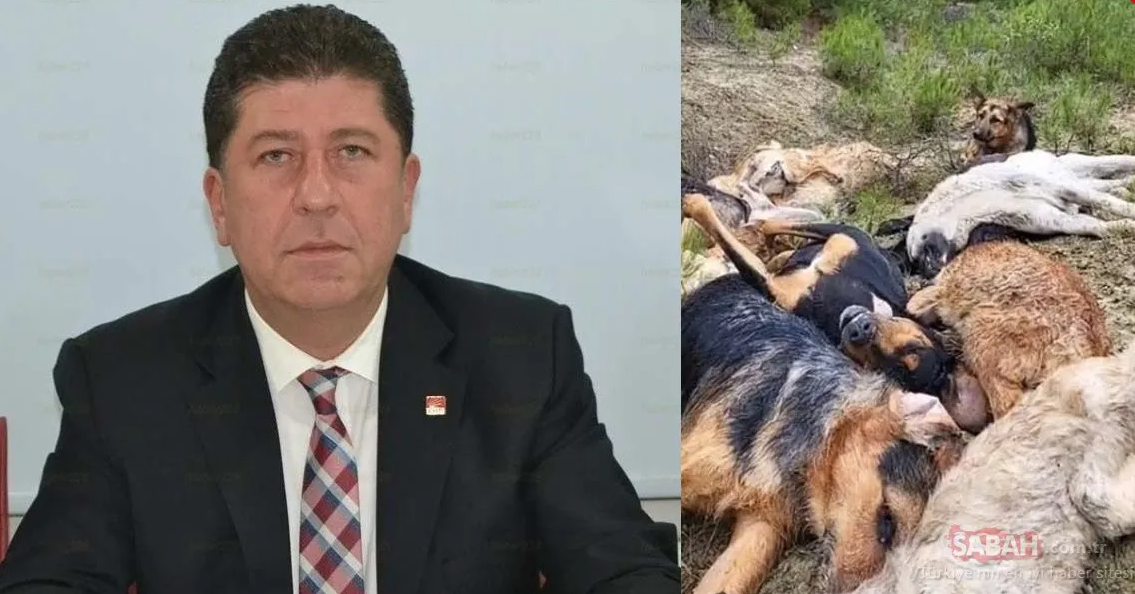 Bu 15 köpeği kim öldürdü? CHP’li Yaşar Tüzün’den akıl almaz yüzsüzlük