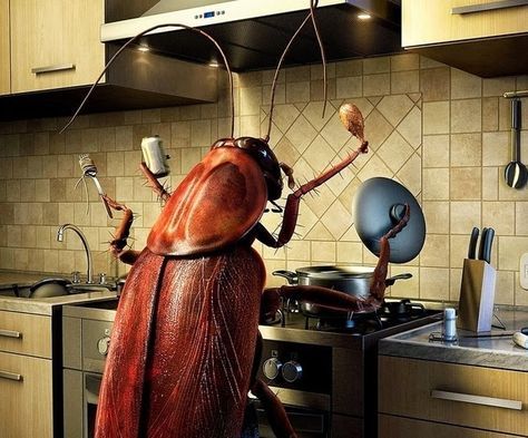 Bu 5 eşya, hamamböceklerini evinize mıknatıs gibi çekiyor! Bir dakika bile beklemeyin, onlardan hemen kurtulun