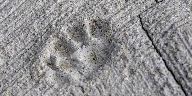 Bu adada insanlar azınlık konumunda - FOTO