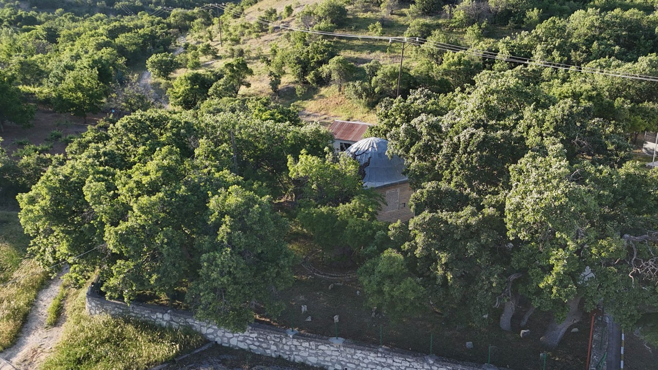 Bu ağaç 800 yıldır zamana direniyor!