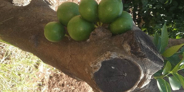 Bu ağaç başka ağaç! Meyveleri dalında değil gövdesinde çıktı